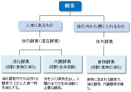 酵素の種類