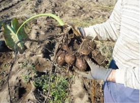 有機野菜や減農薬野菜を厳選しているみやびの植物酵素100