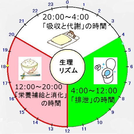 1日の生理リズム