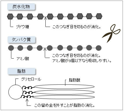 消化酵素のメカニズム